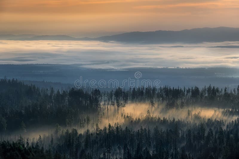 Morning fog in the spruce forest at sunrise in the High Tatras near Bilikova chata