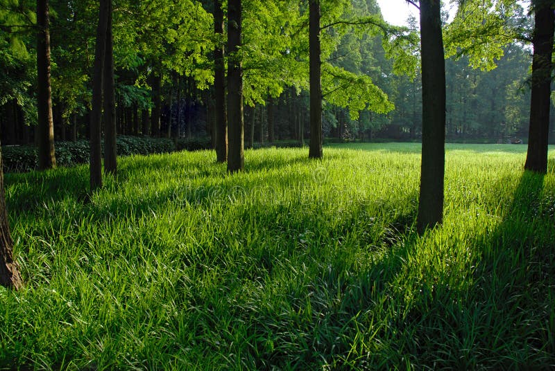 MORNING IN THE FOREST