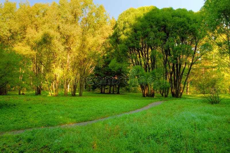 Morning in forest