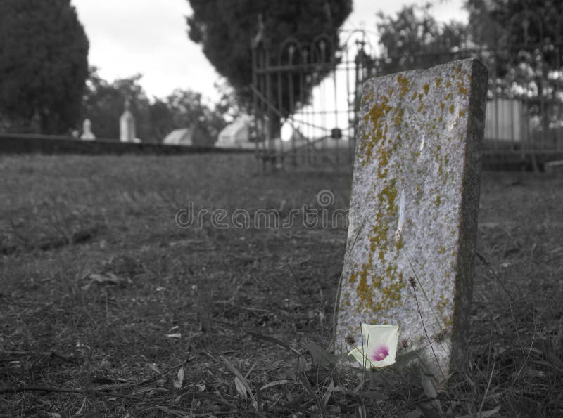 Jeden pupenec, ktorý kvitne na machom pokryté, neoznačené náhrobné v starom cintoríne.