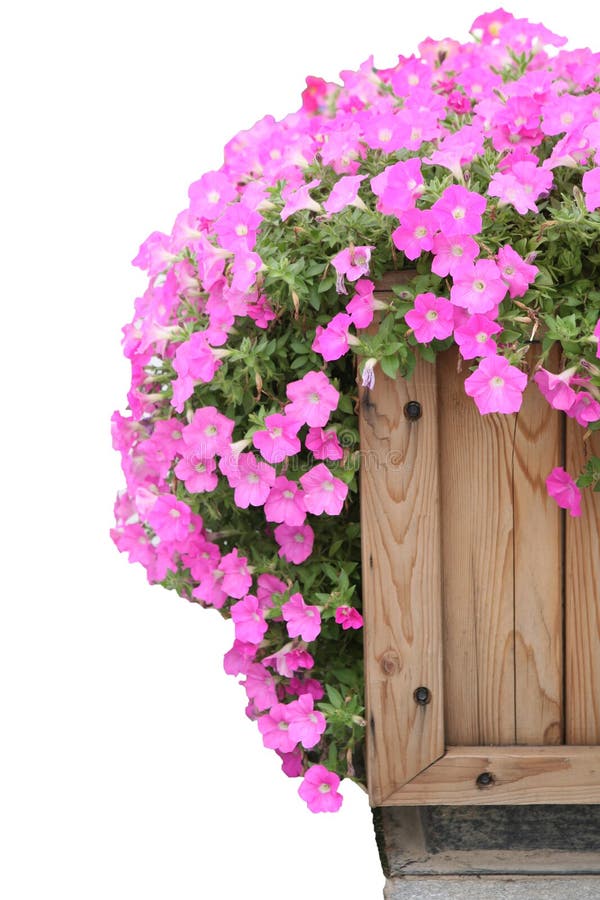 Morning glory royalty free stock photography