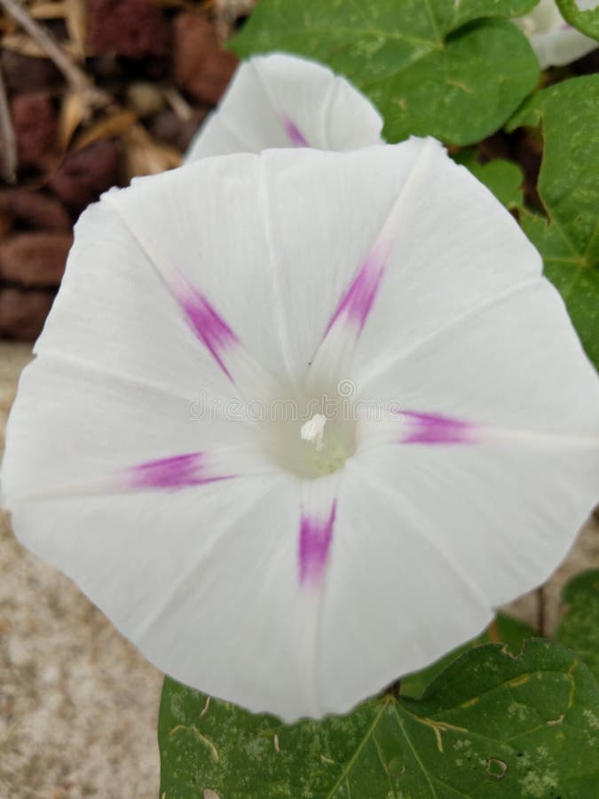 Morning Glory Bloom stock photo. Image of flower, nature 157939930