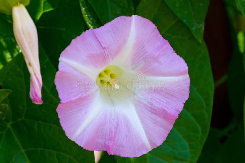 Morning glory bloom stock photo. Image of bloom, ipomoea 42981250