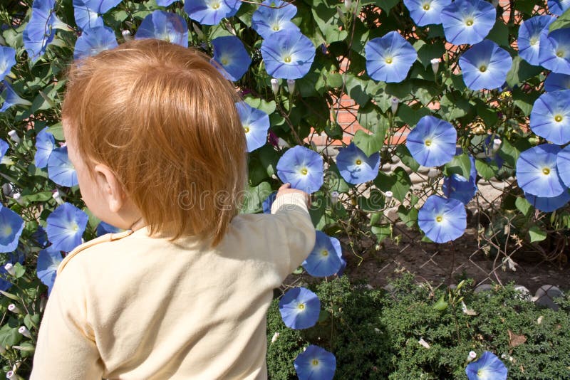 Morning Glory blooms and child