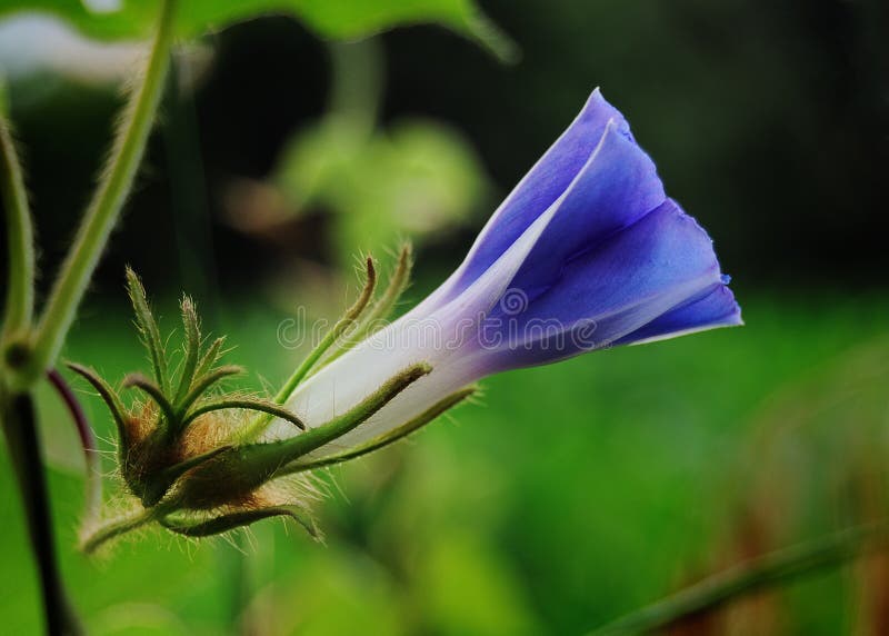 Morning glory bud stock photo. Image of annual, twisted 25892712