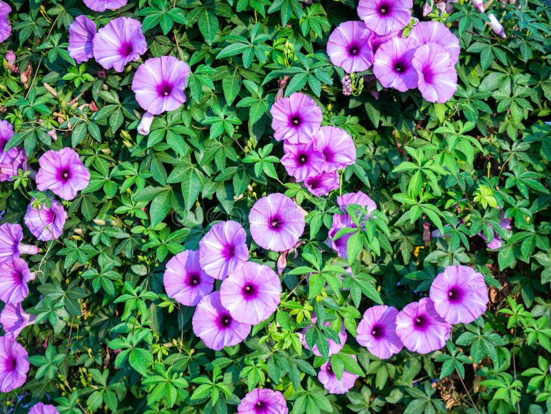 Morning Glory Flowers Spreading Stock Image Image of fresh, beautiful