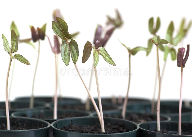 Morning Glory Seedlings stock photo. Image of ipomoea 3548344