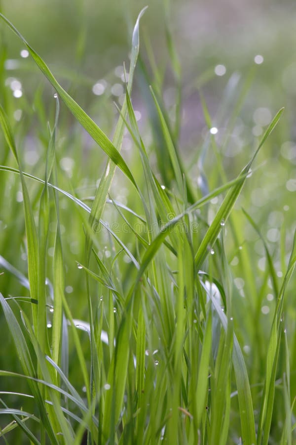 Morning grass with dew drops