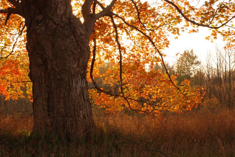 Oak tree in autumn sunrise