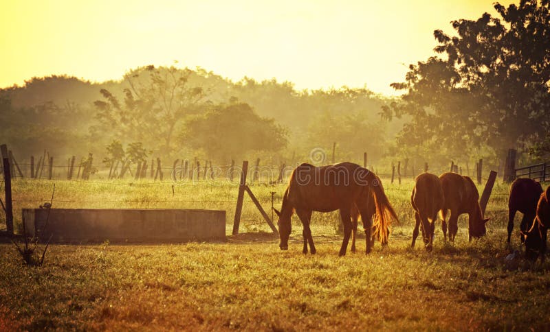 Morning horses