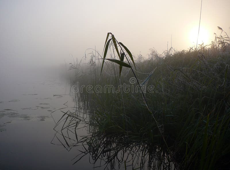 Morning lake in fog