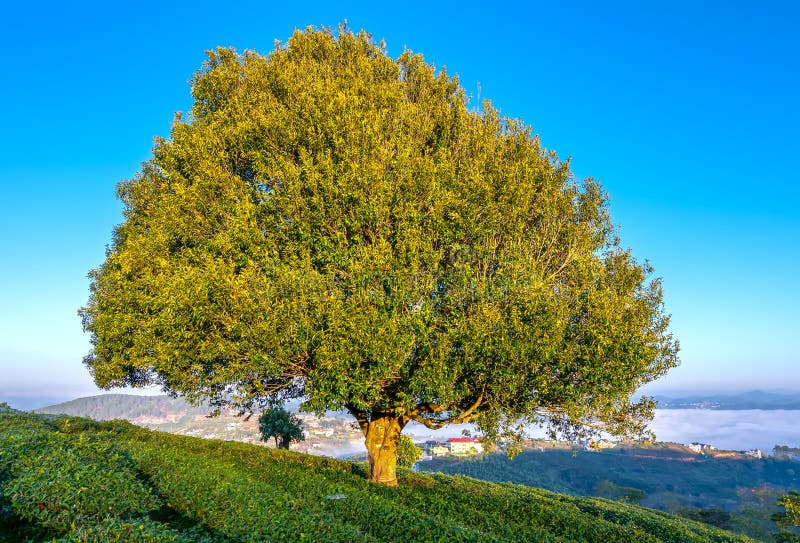 The Morning Landscape By The Lonely Old Tree On The Hill Stock Photo