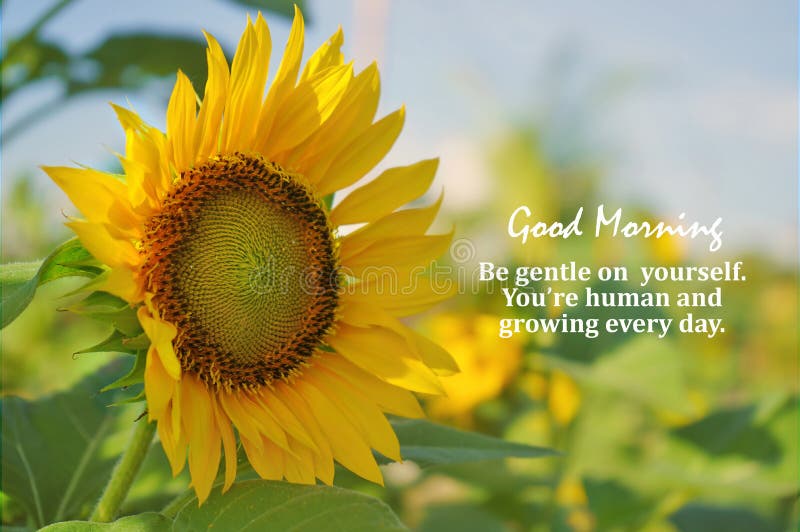 Sunflower Quotes Stock Illustrations – 77 Sunflower Quotes Stock Illustrations, Vectors & Clipart - Dreamstime Sunflower Quotes Stock Illustrations – 77 Sunflower Quotes Stock Illustrations, Vectors & Clipart - Dreamstime