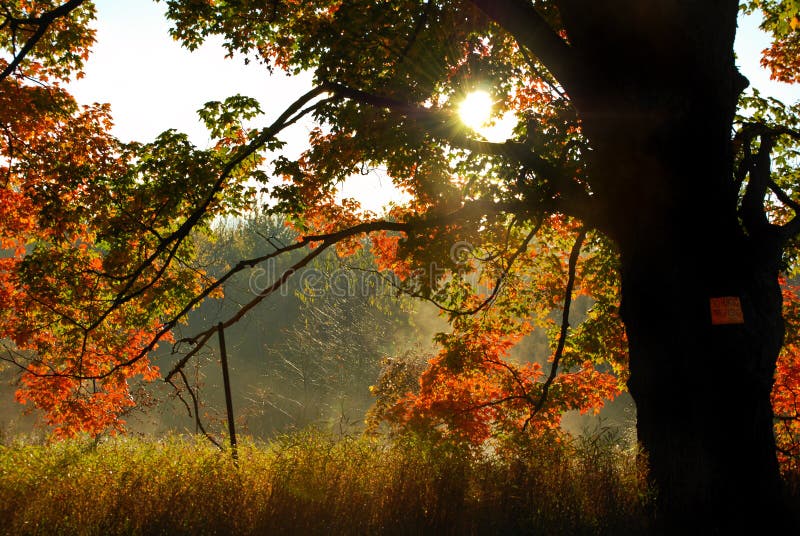 autumn morning light