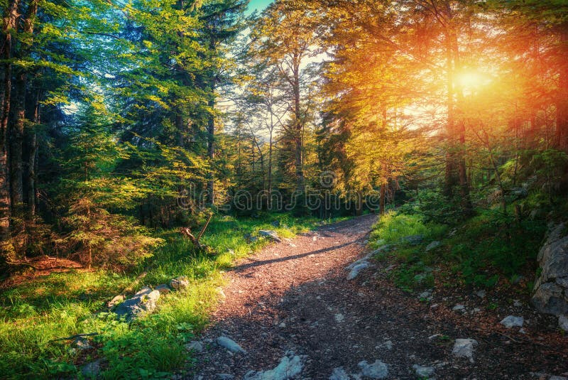 Morning light falls on a forest road.