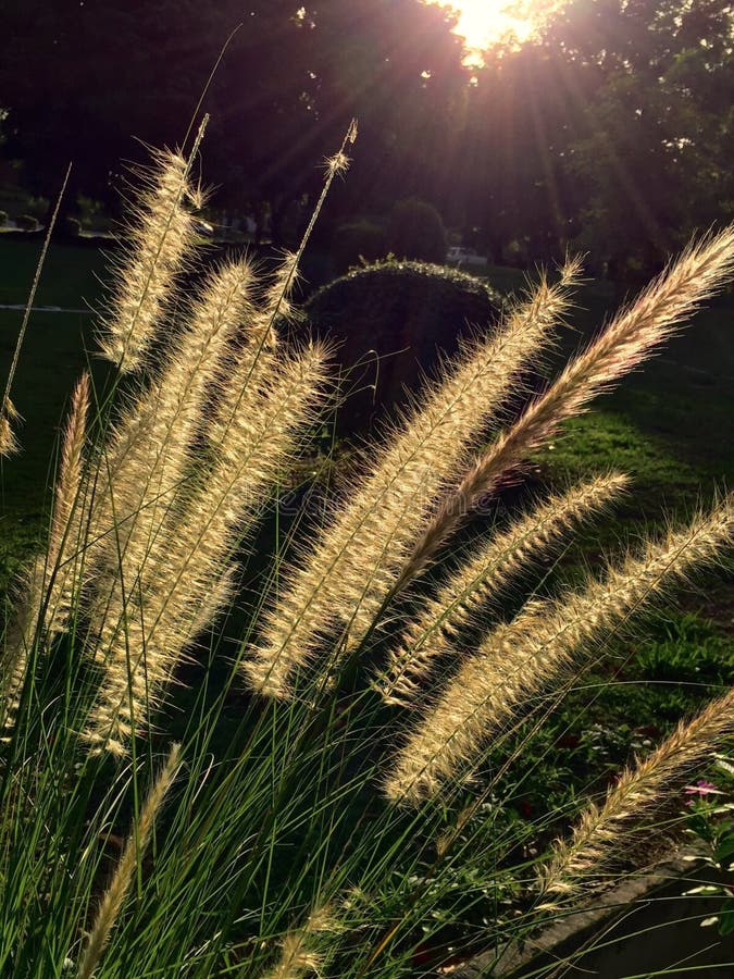 Morning Light Shine on Flowers Stock Photo Image of light, shine