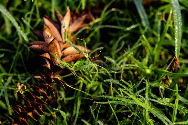 Morning macro photography of dried flower on wet green grass. fresh morning concept stock photo Morning macro photography of dried flower on wet green grass. fresh morning concept stock photo