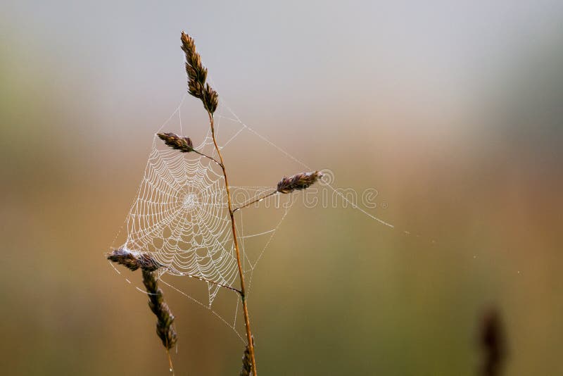 Pavučina na dewy lúke v skorom lete ráno.