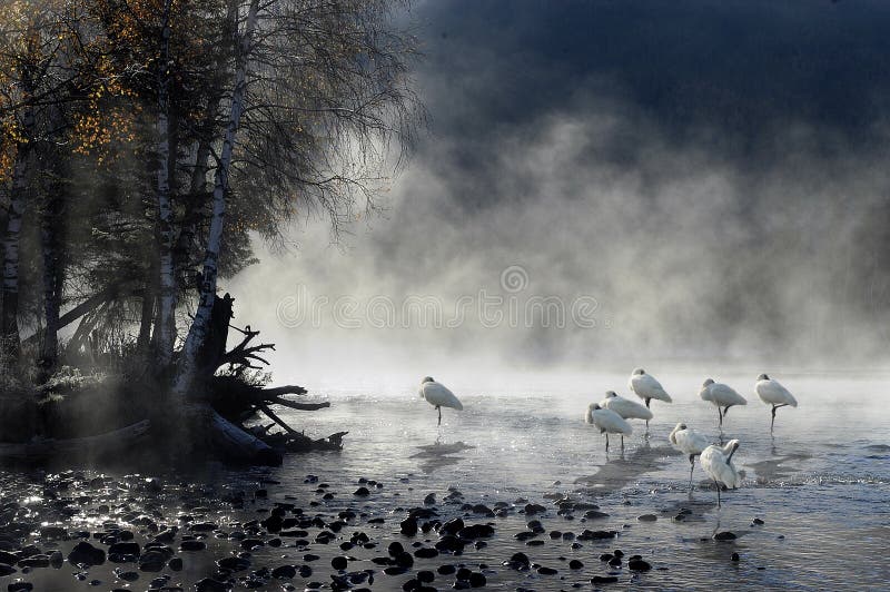 Morning mist with birds