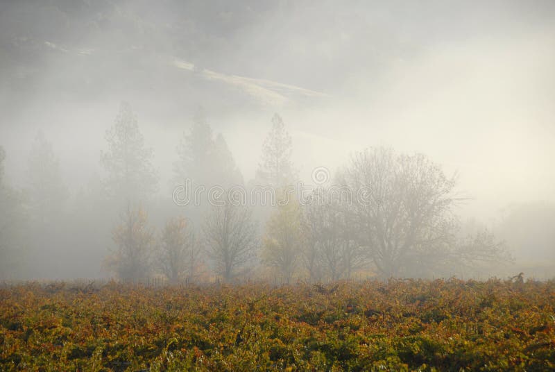 Morning mist and California Vineyard royalty free stock image Morning mist and California Vineyard royalty free stock image