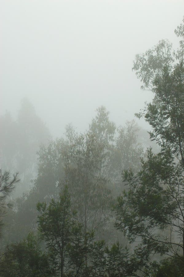 Eucalyptus Trees Covered in a Morning Mist. Stock Image - Image of ...