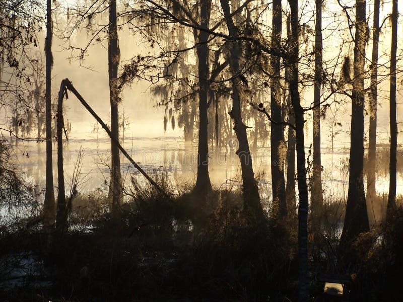 Morning Mist Cypress Swamp Forest2