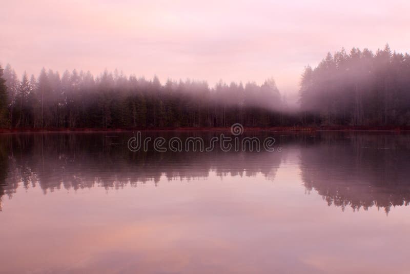 Tranquilla, calma e ancora acqua lungo il lago la mattina vicino a un albero di pino forestAssignment File.