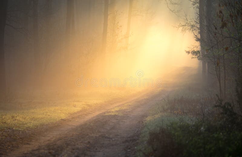 Morning mist shows through shafts of light