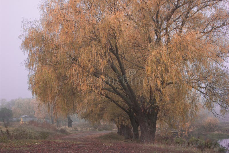 Morning mist and sun light. Fog over golf course during beautiful fall sunrise. Colorful autumn trees on a bright green lawn. Hori.