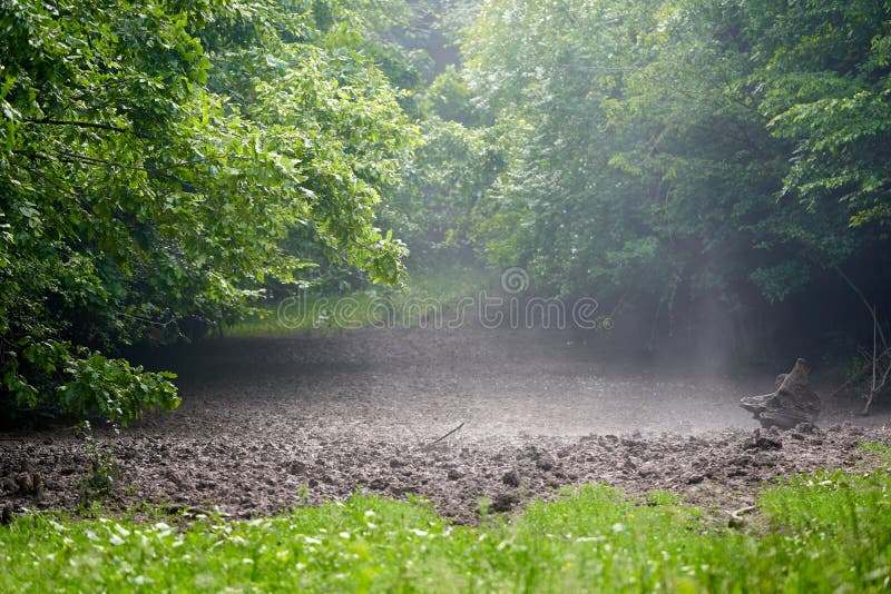 Morning in the misty glade stock image. Image of outdoor - 186990373