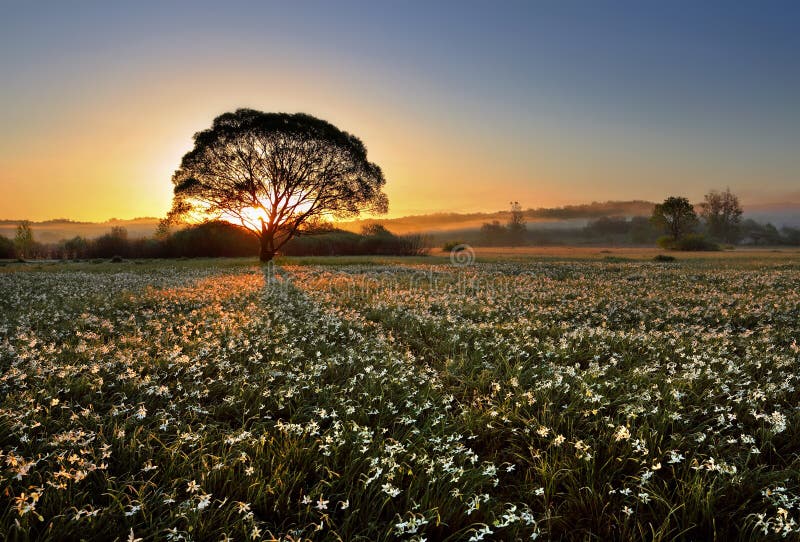 Morning on narcissus field