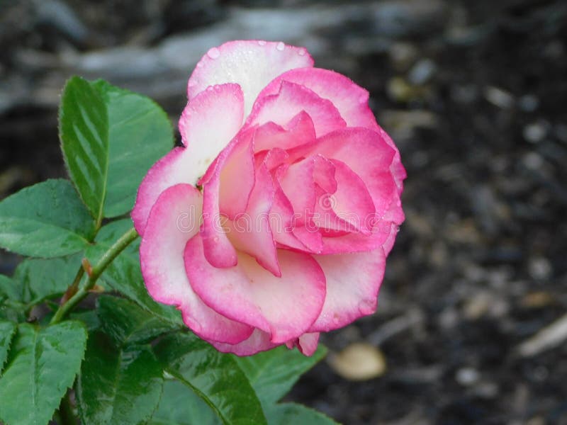 Morning Pink Edge White Rose Stock Image - Image of edge, white: 127528391