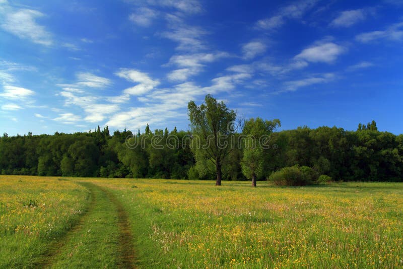 Morning at the spring field