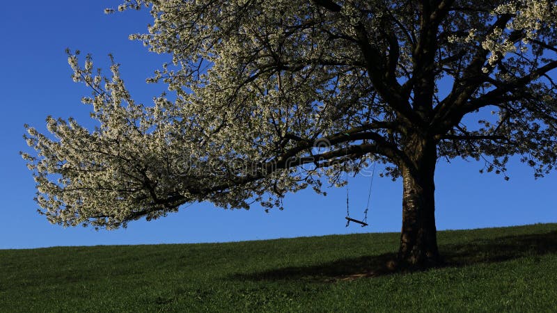 Cherry tree in spring bloom