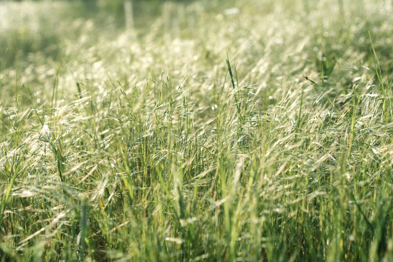 Morning summer grass bathing in first sun rays.