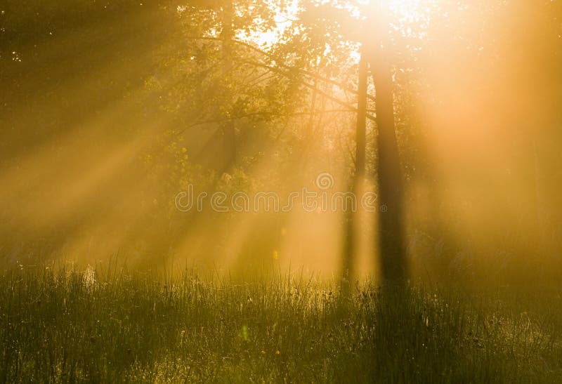 The morning sun stock image. Image of light, sunset, outdoor 26991253