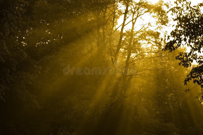 Sunlight Mist Forest Glade stock image. Image of heavenly 335397
