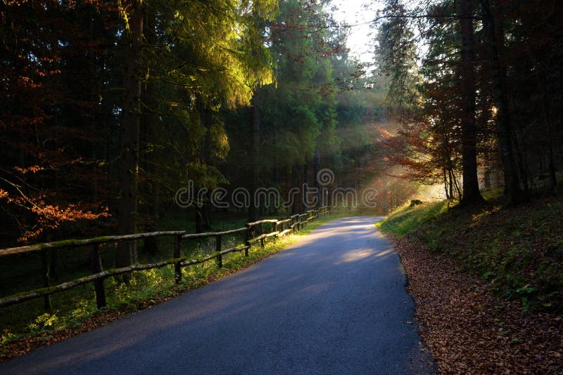 Fall Forest Road With Rays Of The Rising Sun Stock Photo Image Of