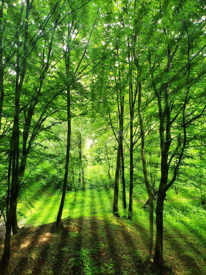 Decidous green forest.Morning sun rays with effect of a tunnel. Decidous green forest.Morning sun rays with effect of a tunnel.