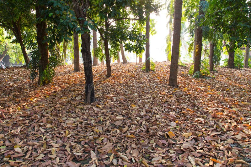 Morning sun tree stock photo. Image of nature, lush, autumn 49480764