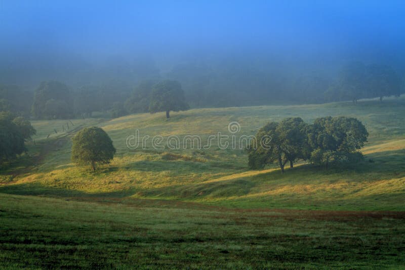 Morning sun on trees