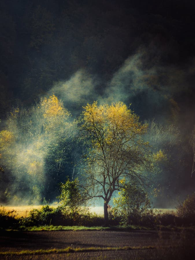 Morning sunbathing trees stock photo. Image of nature 186369094