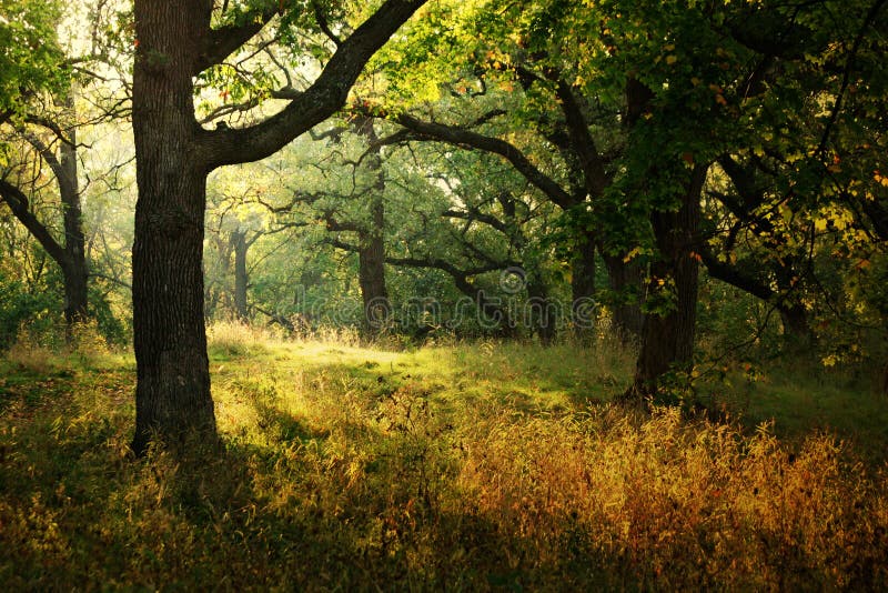 Slnečné svetlo liatím do jesenného lesa vytvára mystickú atmosféru.