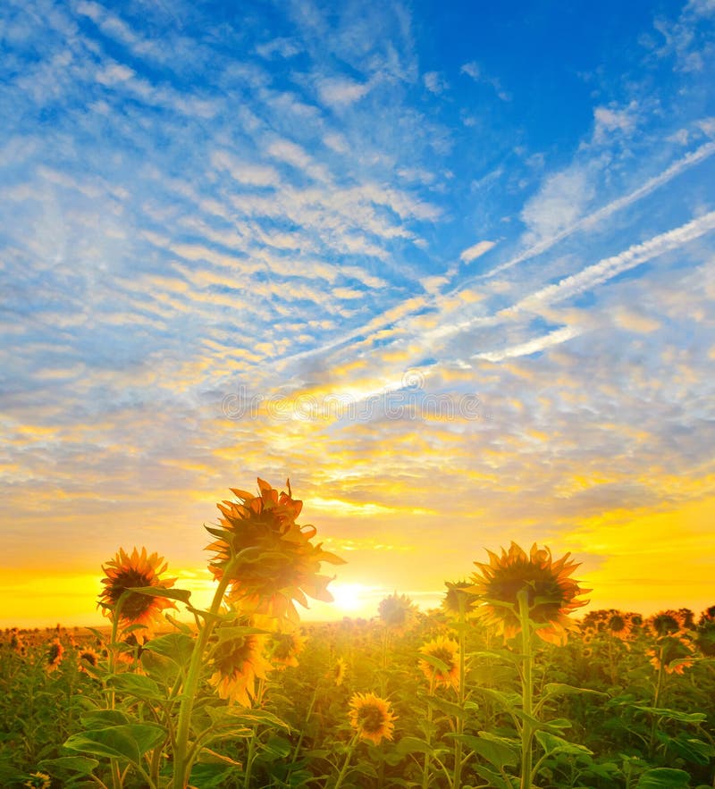 Morning sunflowers stock image. Image of sunflower, morning 42440135
