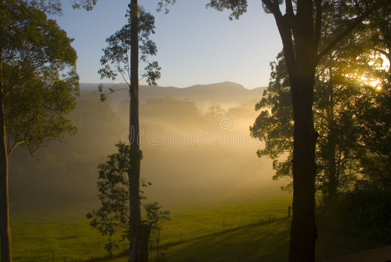 Manana el sol con ilumina a través de árboles en prometido países,,,.