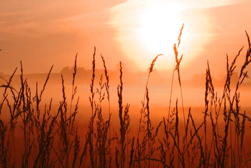 Morning sunrise in wheat field