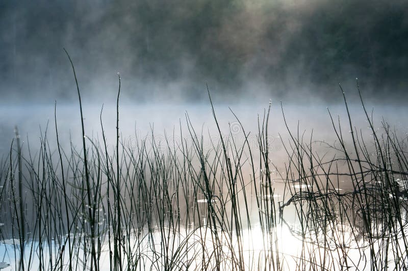 Morning in the swamp, marsh. Water and grass, dew. Karelia. Morning in the swamp, marsh. Water and grass, dew stock photo Morning in the swamp, marsh. Water and grass, dew. Karelia. Morning in the swamp, marsh. Water and grass, dew stock photo