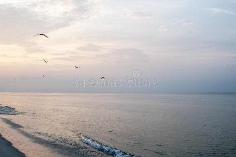 Seabirds Flying Over Incoming Tide stock images