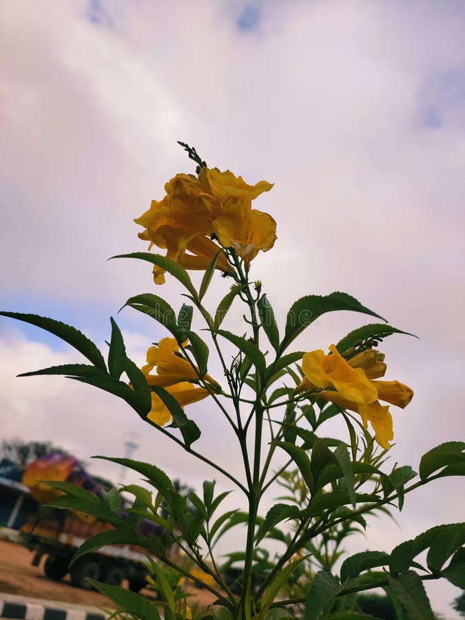 Morning Time Bells Flower so Beautiful Stock Photo Image of bells, morning 166653302