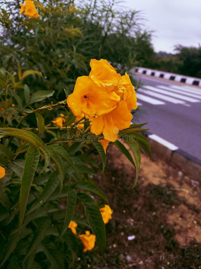 Morning Time Bells Flower so Beautiful Stock Image Image of flower, morning 166653319